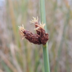 Schoenoplectus pungens at Bonython, ACT - 30 Apr 2015 06:29 PM