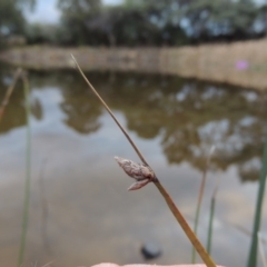 Schoenoplectus pungens at Bonython, ACT - 30 Apr 2015 06:29 PM