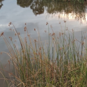 Schoenoplectus validus at Gordon, ACT - 30 Apr 2015