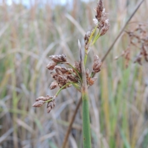 Schoenoplectus validus at Gordon, ACT - 30 Apr 2015