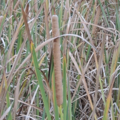 Typha domingensis (Bullrush) at Gordon Pond - 30 Apr 2015 by michaelb