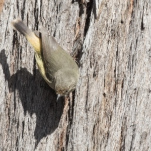 Acanthiza reguloides at Bruce, ACT - 4 Sep 2018