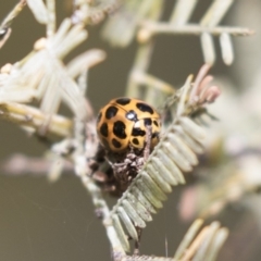 Harmonia conformis (Common Spotted Ladybird) at Bruce, ACT - 4 Sep 2018 by Alison Milton