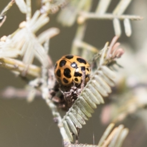 Harmonia conformis at Bruce, ACT - 4 Sep 2018 02:21 PM