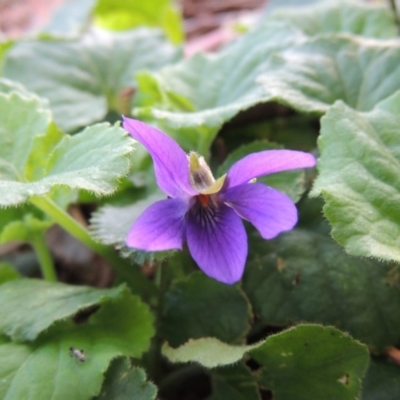 Viola odorata (Sweet Violet, Common Violet) at Gordon, ACT - 3 May 2015 by MichaelBedingfield