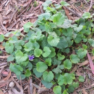 Viola odorata at Gordon, ACT - 3 May 2015