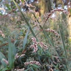 Persicaria lapathifolia (Pale Knotweed) at Point Hut Pond - 3 May 2015 by michaelb