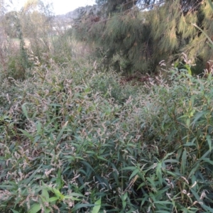 Persicaria lapathifolia at Gordon, ACT - 3 May 2015