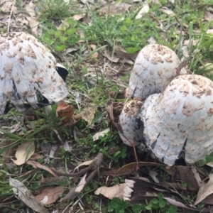 Coprinus comatus at Watson, ACT - 10 May 2015