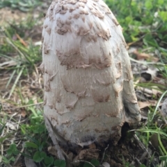 Coprinus comatus at Watson, ACT - 10 May 2015