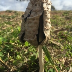 Coprinus comatus at Watson, ACT - 10 May 2015