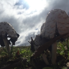 Coprinus comatus at Watson, ACT - 10 May 2015