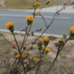 Bidens pilosa (Cobbler's Pegs, Farmer's Friend) at Stranger Pond - 11 May 2015 by michaelb