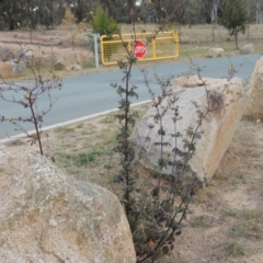 Bidens pilosa at Greenway, ACT - 11 May 2015