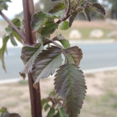 Bidens pilosa at Greenway, ACT - 11 May 2015 05:33 PM