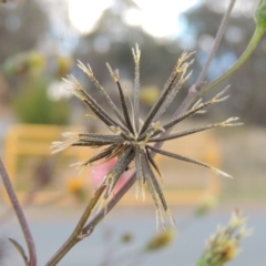 Bidens pilosa at Greenway, ACT - 11 May 2015 05:33 PM