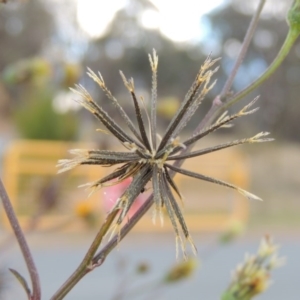 Bidens pilosa at Greenway, ACT - 11 May 2015 05:33 PM