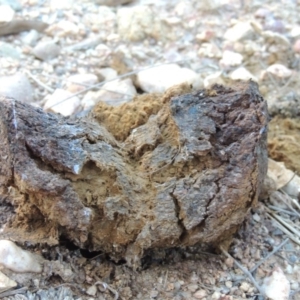 Pisolithus sp. at Greenway, ACT - 11 May 2015