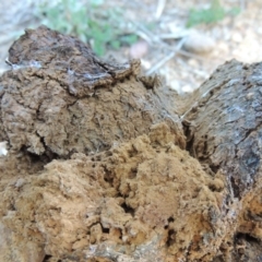 Pisolithus sp. at Greenway, ACT - 11 May 2015