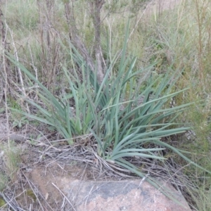 Dianella sp. aff. longifolia (Benambra) at Greenway, ACT - 11 May 2015 06:31 PM