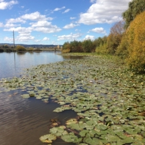 Nymphaea mexicana at Kingston, ACT - 29 Apr 2015 12:16 PM