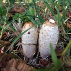 Coprinus comatus (Shaggy Ink Cap) at Kingston, ACT - 29 Apr 2015 by JoshMulvaney