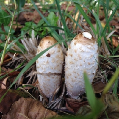 Coprinus comatus (Shaggy Ink Cap) at Jerrabomberra Wetlands - 29 Apr 2015 by JoshMulvaney