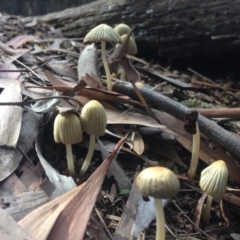 Coprinellus etc. (An Inkcap) at Jerrabomberra Wetlands - 1 May 2015 by JoshMulvaney