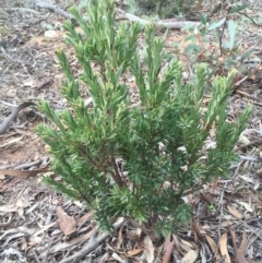 Styphelia triflora (Five-corners) at Majura, ACT - 12 May 2015 by AaronClausen