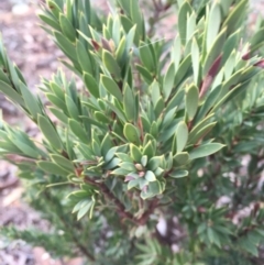 Styphelia triflora at Majura, ACT - 12 May 2015