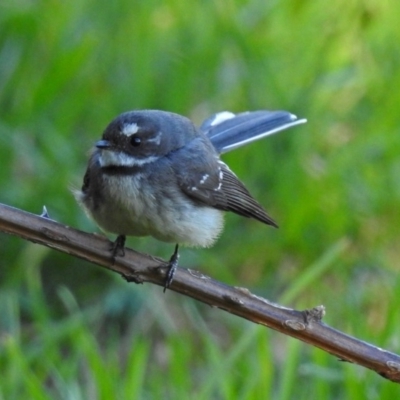 Rhipidura albiscapa (Grey Fantail) at Fyshwick, ACT - 16 Sep 2018 by RodDeb