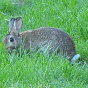 Oryctolagus cuniculus at Fyshwick, ACT - 16 Sep 2018