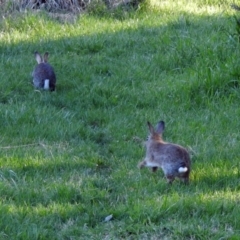 Oryctolagus cuniculus at Fyshwick, ACT - 16 Sep 2018