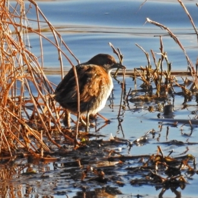 Zapornia pusilla (Baillon's Crake) at Fyshwick, ACT - 16 Sep 2018 by RodDeb