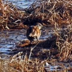 Zapornia pusilla at Fyshwick, ACT - 16 Sep 2018