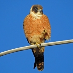 Falco longipennis (Australian Hobby) at Fyshwick, ACT - 16 Sep 2018 by RodDeb