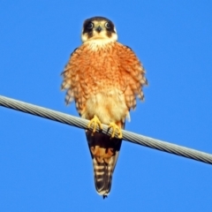 Falco longipennis at Fyshwick, ACT - 16 Sep 2018