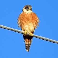 Falco longipennis at Fyshwick, ACT - 16 Sep 2018