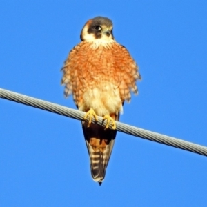 Falco longipennis at Fyshwick, ACT - 16 Sep 2018 04:50 PM