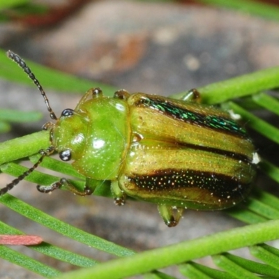 Calomela vittata (Acacia leaf beetle) at Dunlop, ACT - 16 Sep 2018 by Harrisi