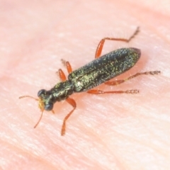 Lemidia subaenea (Clerid beetle) at Bruce, ACT - 13 Sep 2018 by Harrisi