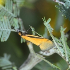 Philobota undescribed species near arabella (A concealer moth) at Gossan Hill - 13 Sep 2018 by Harrisi