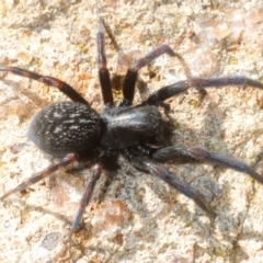 Badumna insignis (Black House Spider) at The Pinnacle - 16 Sep 2018 by Harrisi