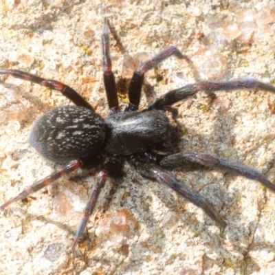 Badumna insignis (Black House Spider) at The Pinnacle - 16 Sep 2018 by Harrisi