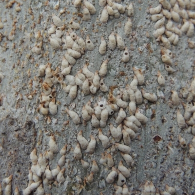 Lepidosaphes sp. (genus) (Mussel scale) at Paddys River, ACT - 16 Sep 2018 by michaelb