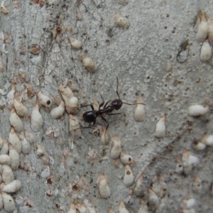 Papyrius nitidus at Paddys River, ACT - 16 Sep 2018