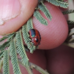 Calomela curtisi (Acacia leaf beetle) at Paddys River, ACT - 16 Sep 2018 by MichaelBedingfield