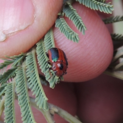 Calomela curtisi (Acacia leaf beetle) at Paddys River, ACT - 16 Sep 2018 by michaelb