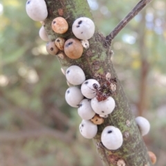 Cryptes baccatus (Wattle Tick Scale) at Paddys River, ACT - 16 Sep 2018 by michaelb