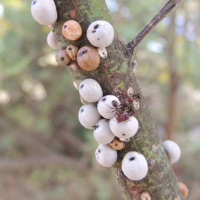 Cryptes baccatus (Wattle Tick Scale) at Paddys River, ACT - 16 Sep 2018 by MichaelBedingfield